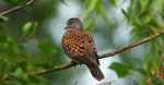 Turkawka zwyczajna, turkawka (Streptopelia turtur)