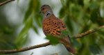 Turkawka zwyczajna, turkawka (Streptopelia turtur)
