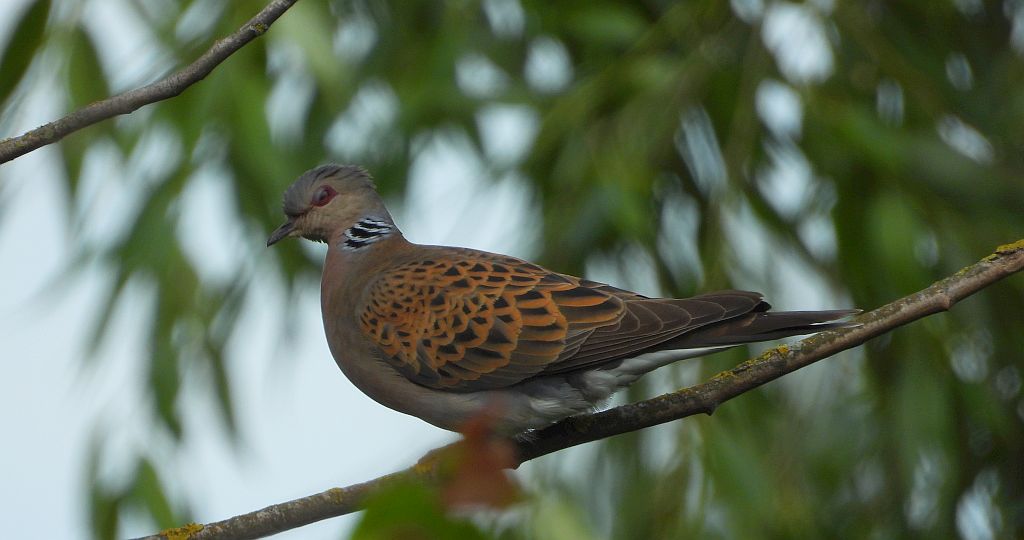 Turkawka zwyczajna, turkawka (Streptopelia turtur)