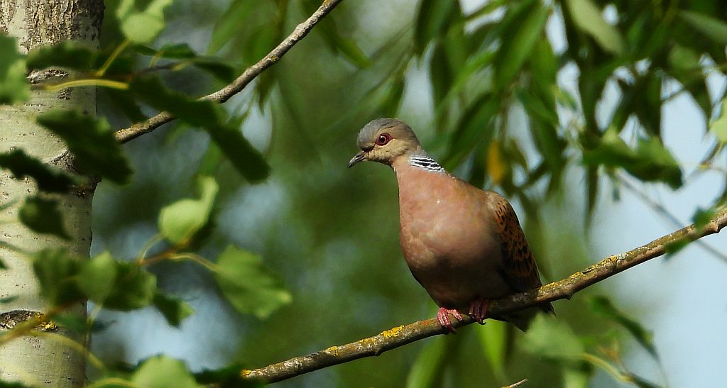 Turkawka zwyczajna, turkawka (Streptopelia turtur)