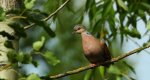 Turkawka zwyczajna, turkawka (Streptopelia turtur)