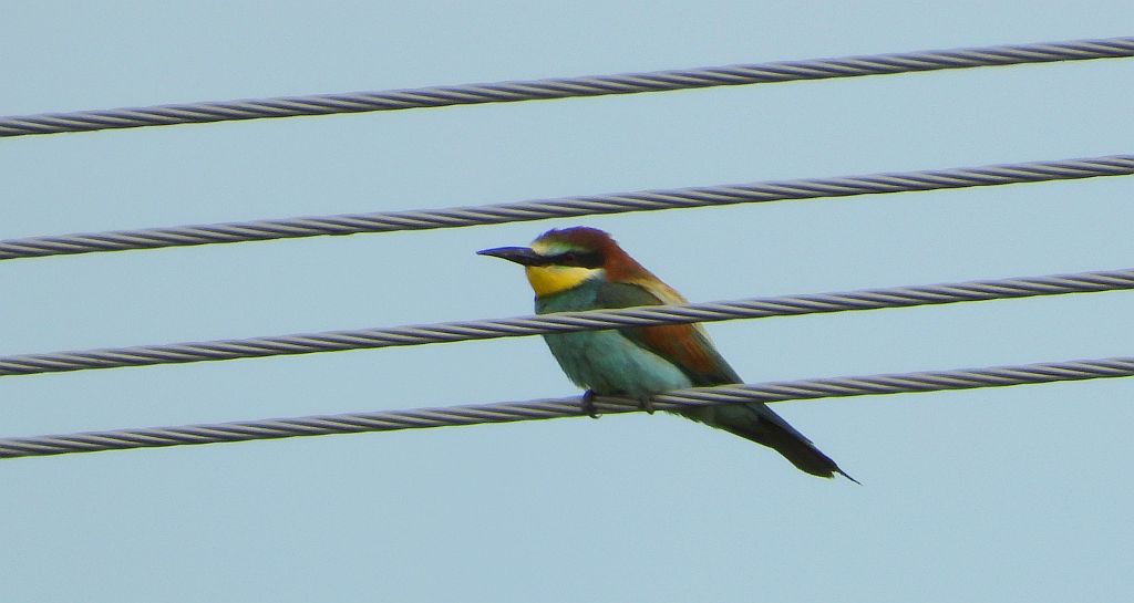 Żołna zwyczajna, żołna pospolita, żołna pszczołojad (Merops apiaster)