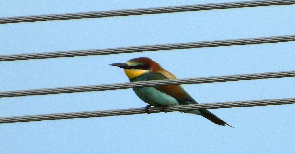 Żołna zwyczajna, żołna pospolita, żołna pszczołojad (Merops apiaster)
