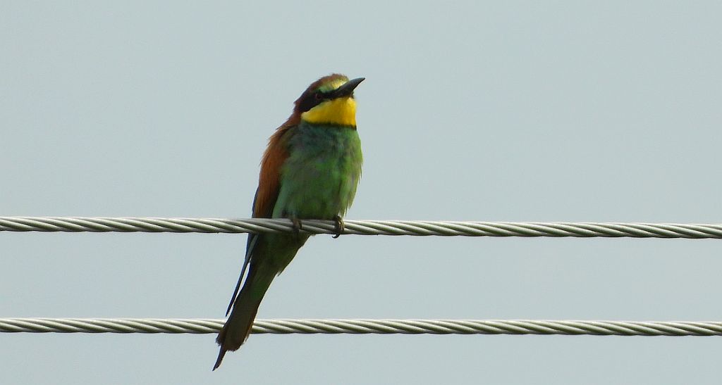 Żołna zwyczajna, żołna pospolita, żołna pszczołojad (Merops apiaster)