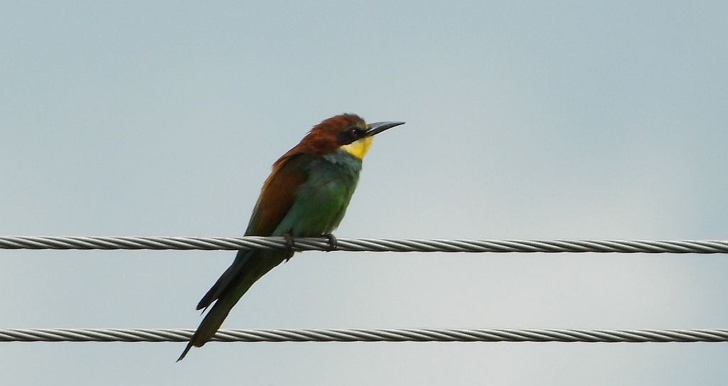 Żołna zwyczajna, żołna pospolita, żołna pszczołojad (Merops apiaster)