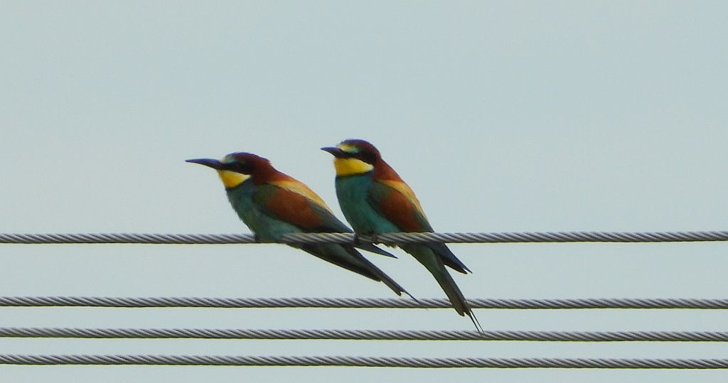 Żołna zwyczajna, żołna pospolita, żołna pszczołojad (Merops apiaster)