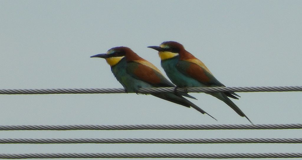 Żołna zwyczajna, żołna pospolita, żołna pszczołojad (Merops apiaster)