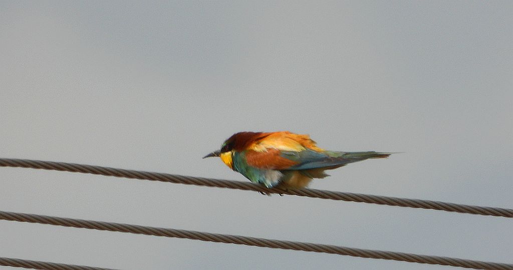 Żołna zwyczajna, żołna pospolita, żołna pszczołojad (Merops apiaster)