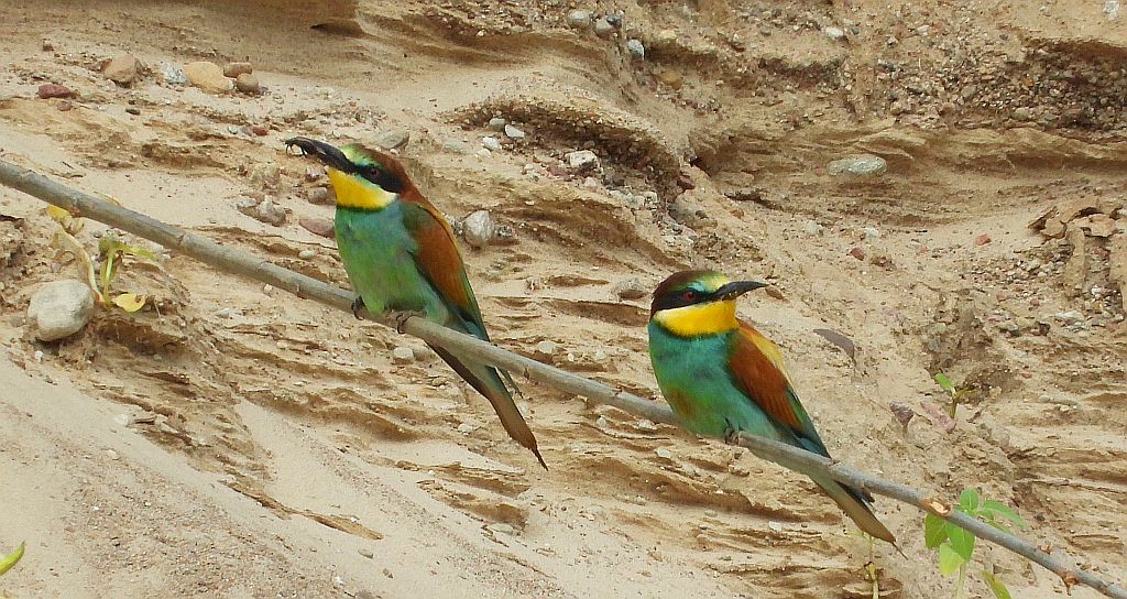Żołna zwyczajna, żołna pospolita, żołna pszczołojad (Merops apiaster)