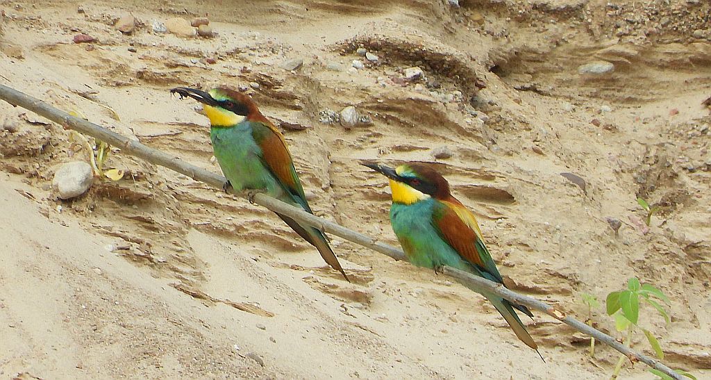 Żołna zwyczajna, żołna pospolita, żołna pszczołojad (Merops apiaster)