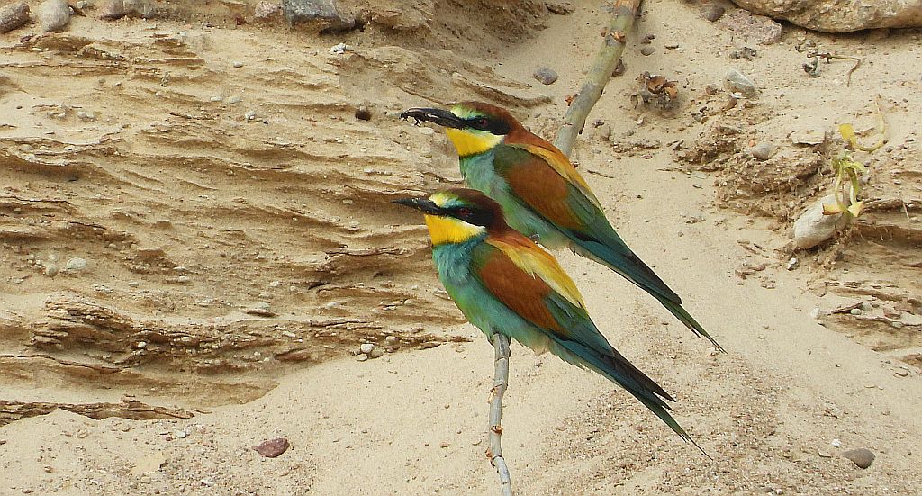 Żołna zwyczajna, żołna pospolita, żołna pszczołojad (Merops apiaster)