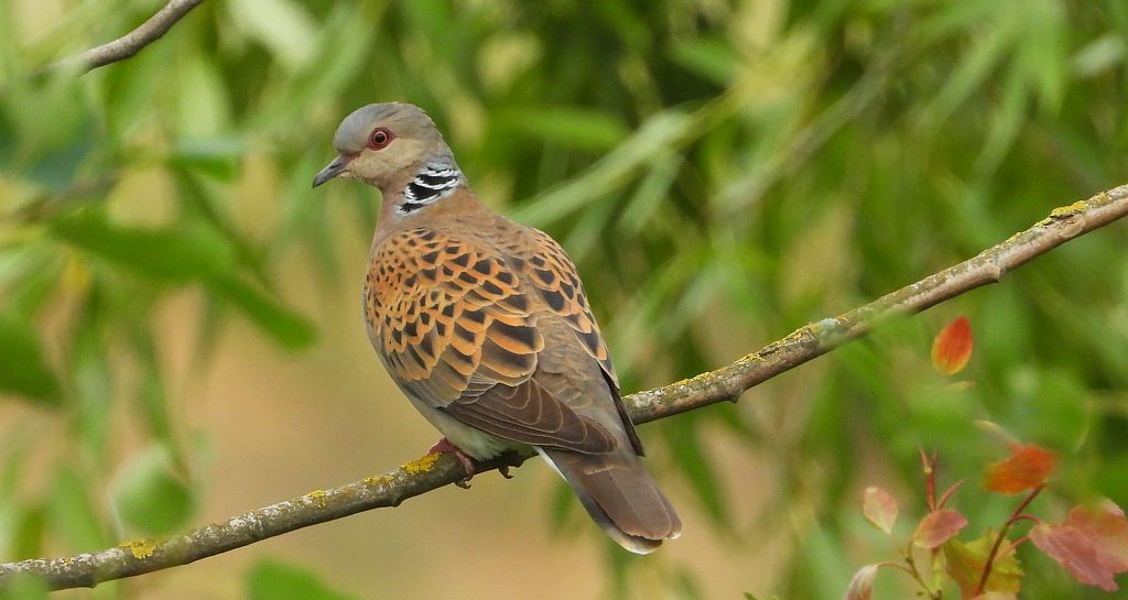 Turkawka zwyczajna, turkawka (Streptopelia turtur)