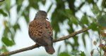 Turkawka zwyczajna, turkawka (Streptopelia turtur)