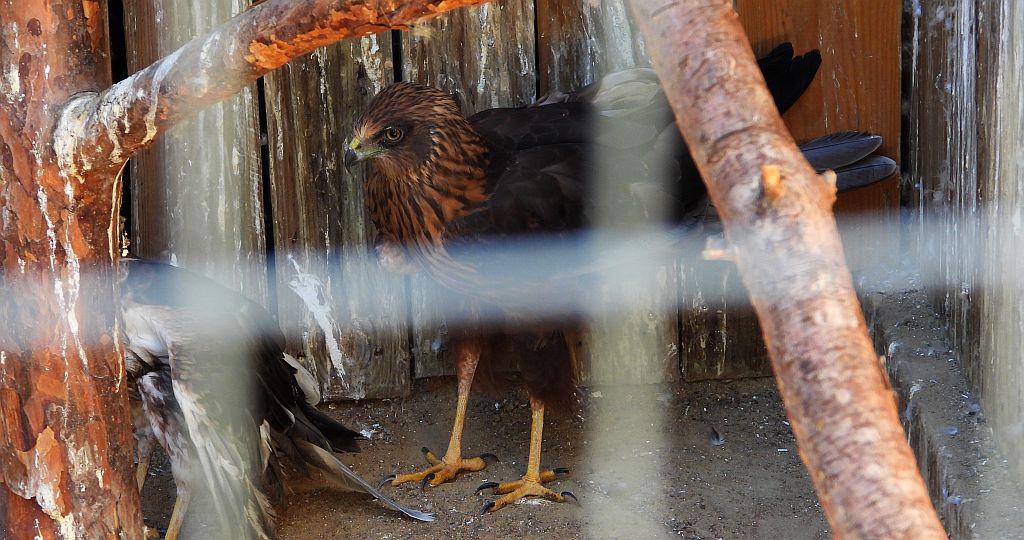 Błotniak zbożowy (Circus cyaneus)