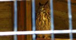 Puchacz zwyczajny, puchacz (Bubo bubo)