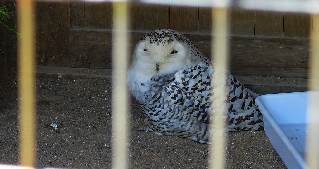 Puchacz śnieżny, sowa śnieżna (Bubo scandiacus)