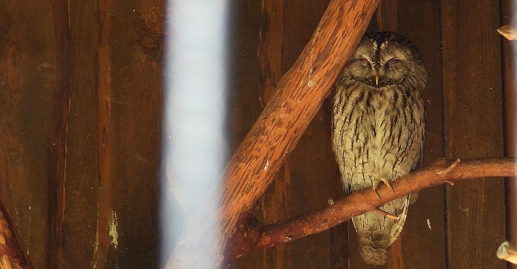 Puszczyk (Strix aluco)