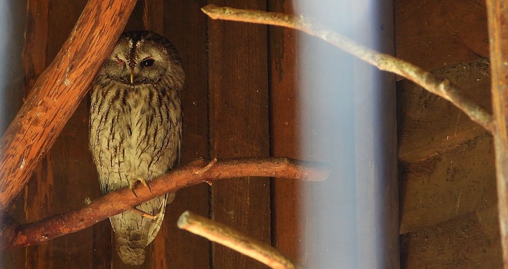 Puszczyk (Strix aluco)