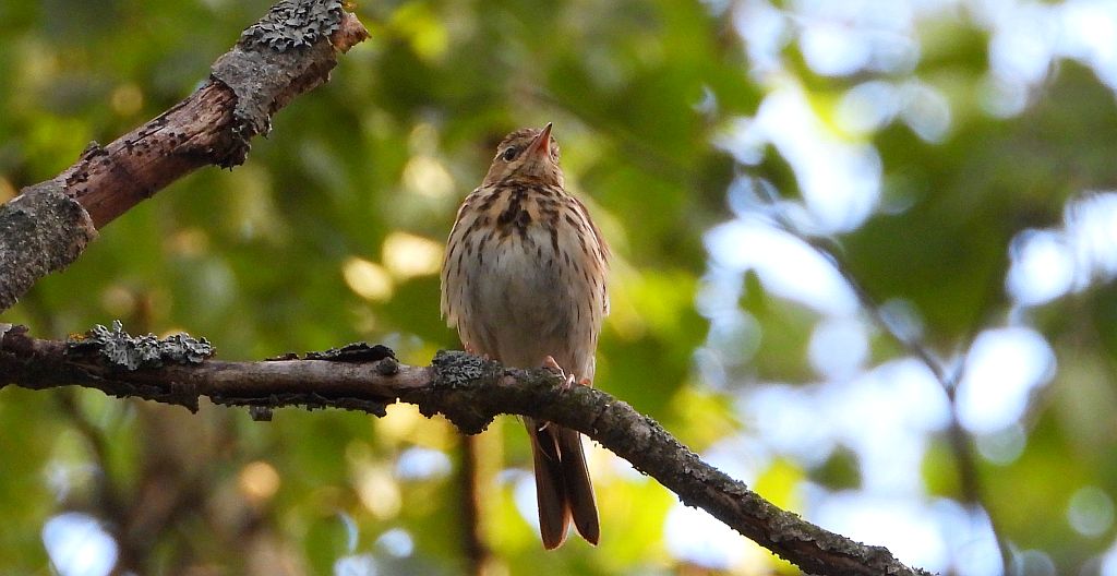 Świergotek drzewny (Anthus trivialis)