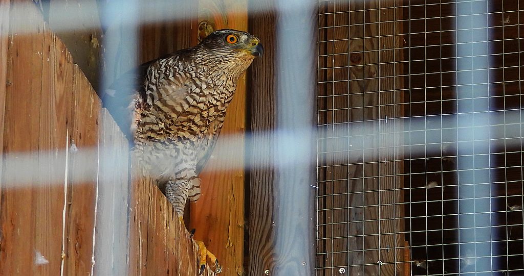 Jastrząb zwyczajny, jastrząb, jastrząb gołębiarz (Accipiter gentilis)