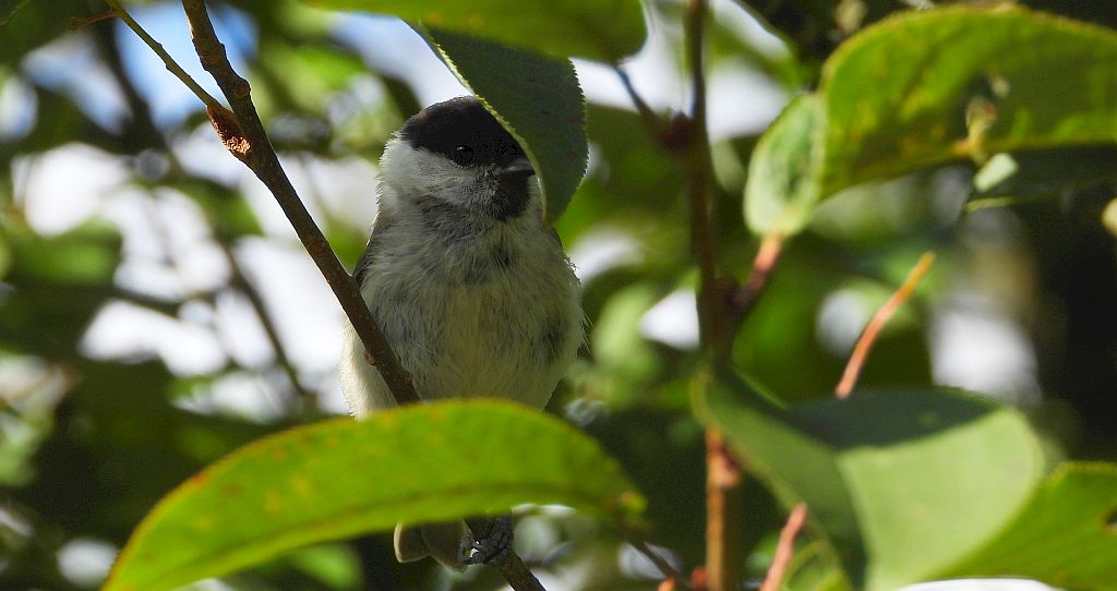 Sikora uboga, szarytka, błotniczka, sikora trzcinna (Poecile palustris)