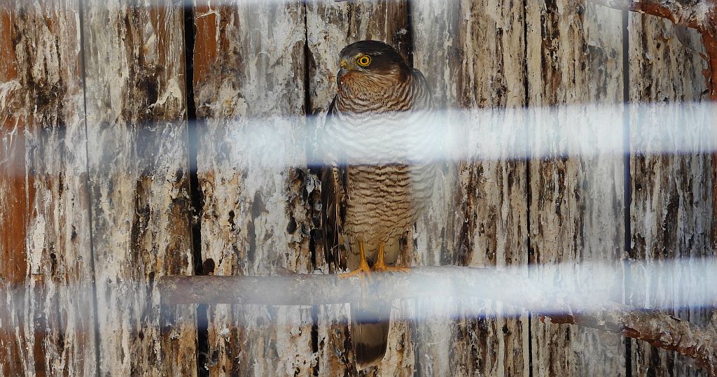 Krogulec zwyczajny, krogulec, jastrząb wróblarz (Accipiter nisus)
