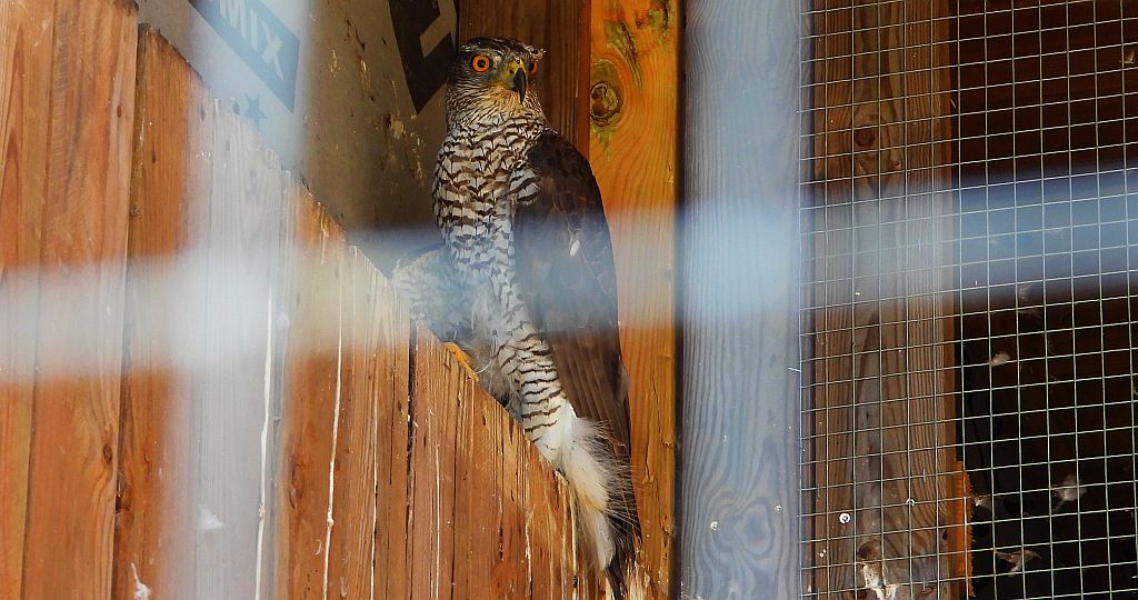 Jastrząb zwyczajny, jastrząb, jastrząb gołębiarz (Accipiter gentilis)
