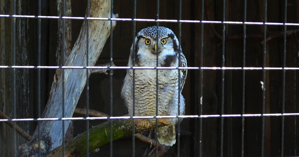 Sowa jarzębata (Surnia ulula)