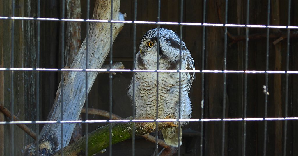 Sowa jarzębata (Surnia ulula)