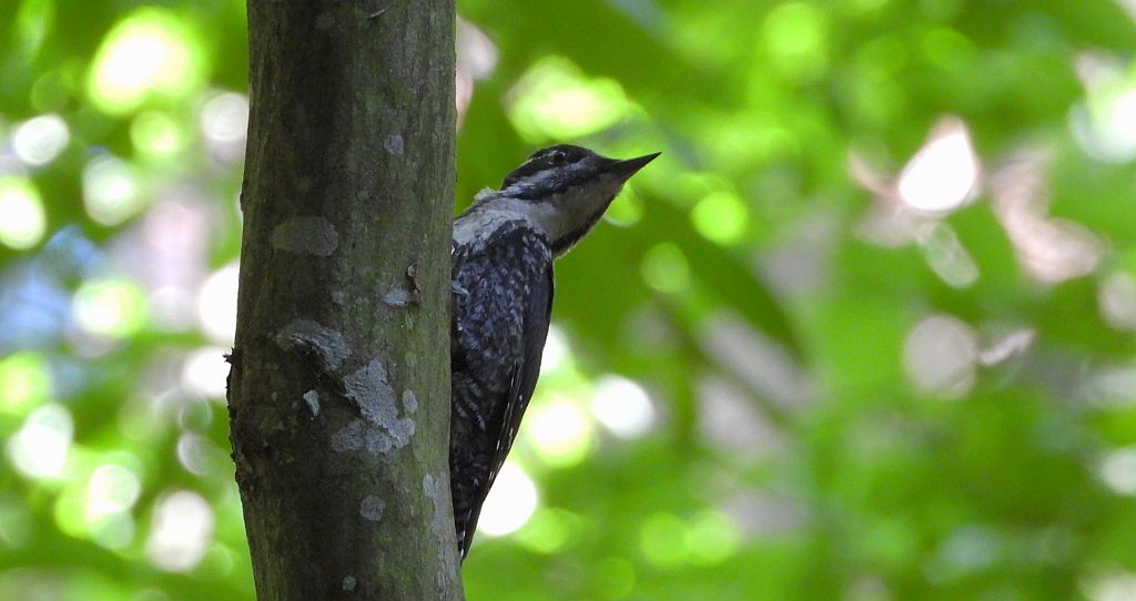 Dzięcioł trójpalczasty (Picoides tridactylus)