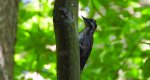 Dzięcioł trójpalczasty (Picoides tridactylus)