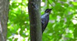Dzięcioł trójpalczasty (Picoides tridactylus)