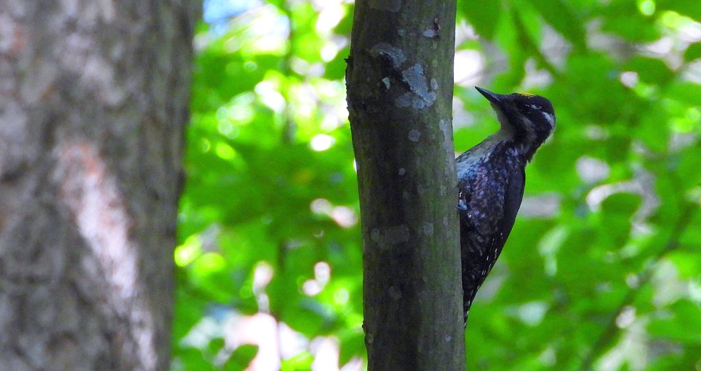 Dzięcioł trójpalczasty (Picoides tridactylus)