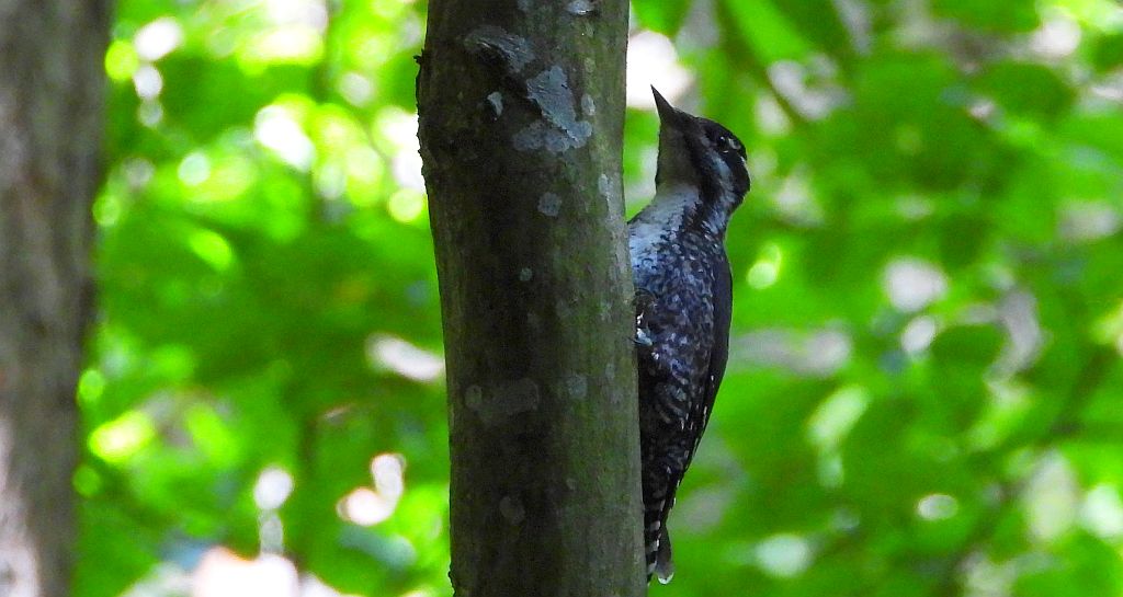 Dzięcioł trójpalczasty (Picoides tridactylus)