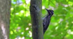 Dzięcioł trójpalczasty (Picoides tridactylus)