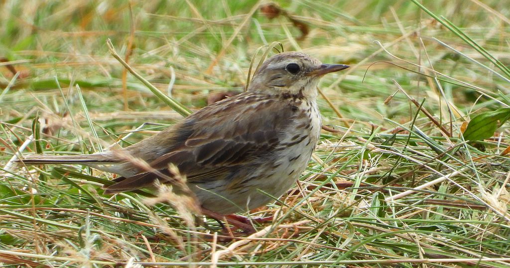 Świergotek łąkowy (Anthus pratensis)