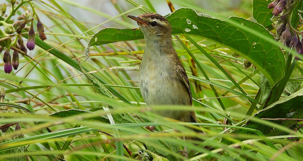 Rokitniczka (Acrocephalus schoenobaenus)