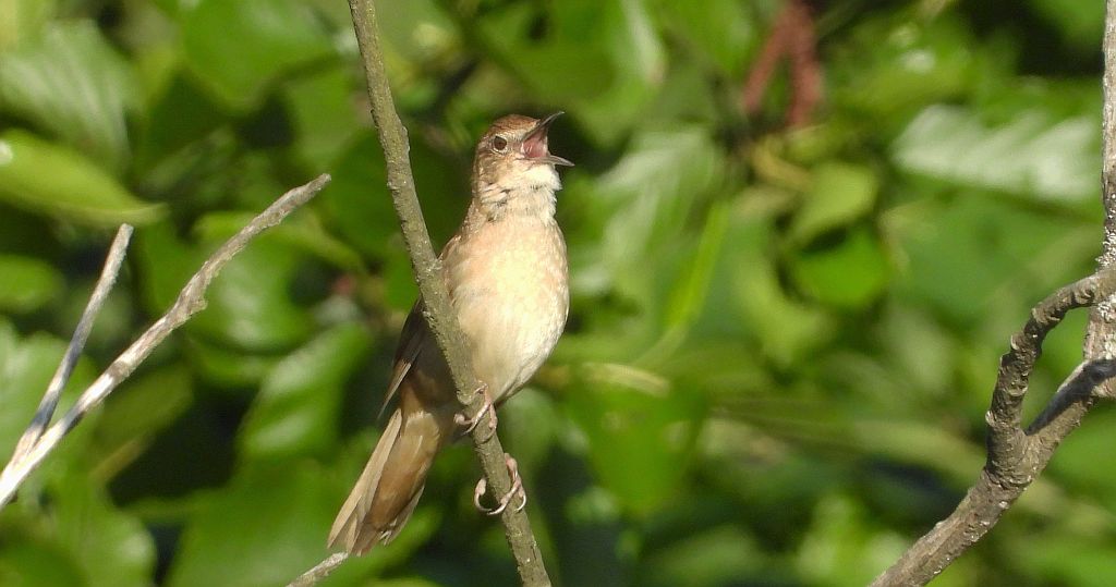 Brzęczka (Locustella luscinioides)