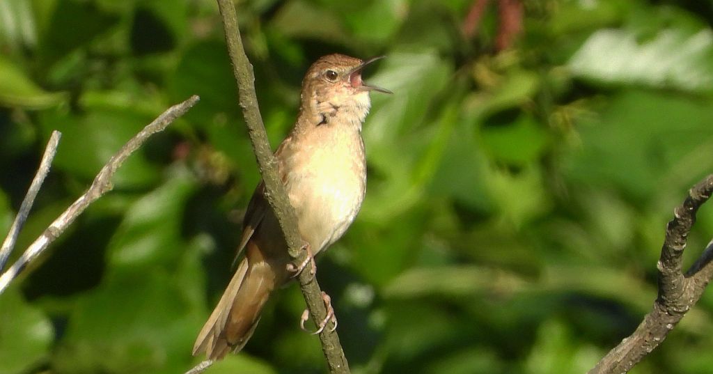 Brzęczka (Locustella luscinioides)