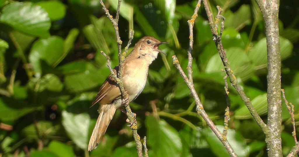 Brzęczka (Locustella luscinioides)