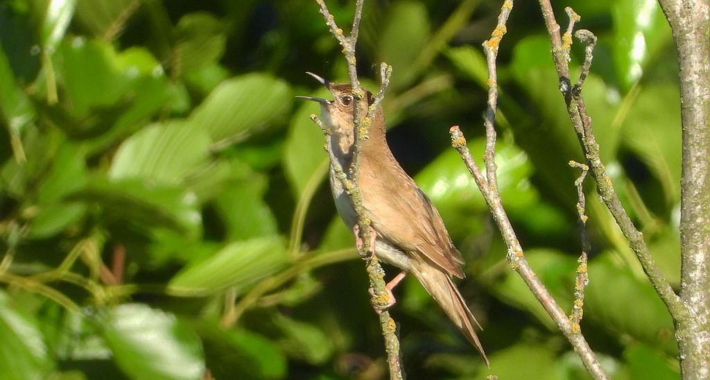 Brzęczka (Locustella luscinioides)