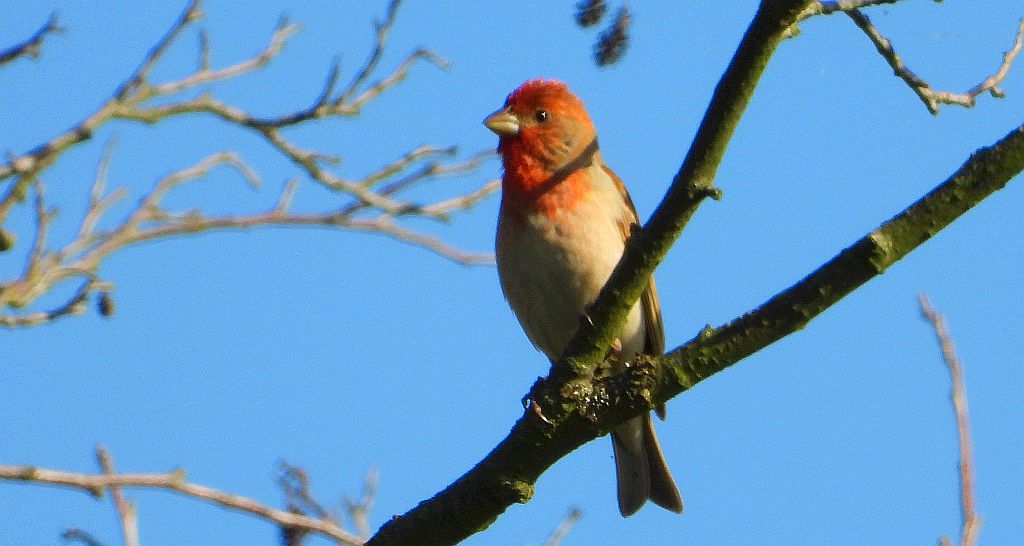 Dziwonia zwyczajna, dziwonia (Erythrina erythrinus)
