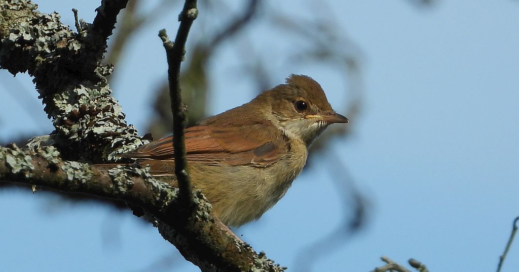 Cierniówka, pokrzewka cierniówka (Curruca communis)