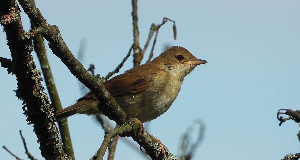 Cierniówka, pokrzewka cierniówka (Curruca communis)