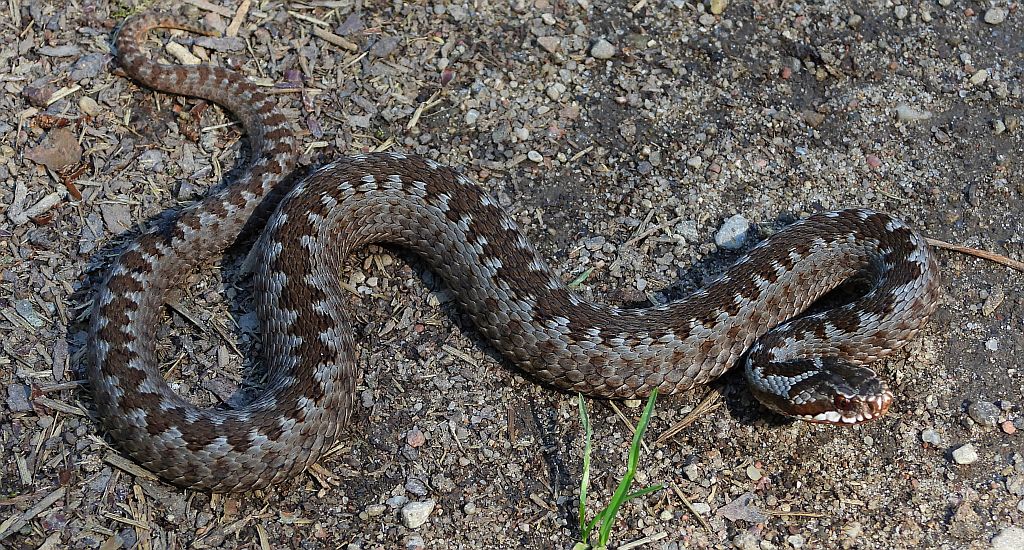 Żmija zygzakowata (Vipera berus)