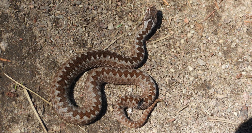 Żmija zygzakowata (Vipera berus)