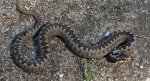 Żmija zygzakowata (Vipera berus)
