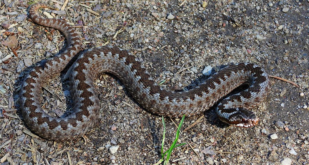 Żmija zygzakowata (Vipera berus)