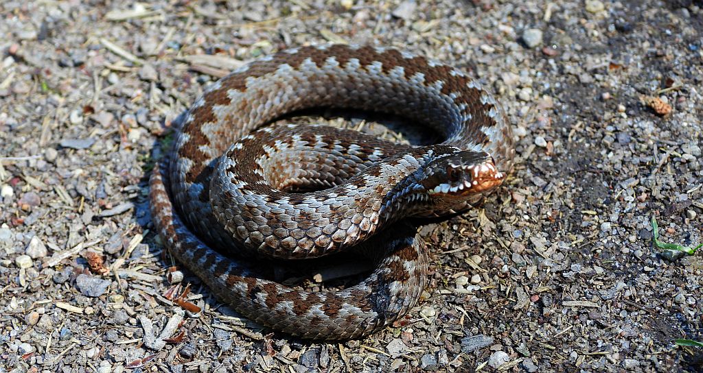 Żmija zygzakowata (Vipera berus)