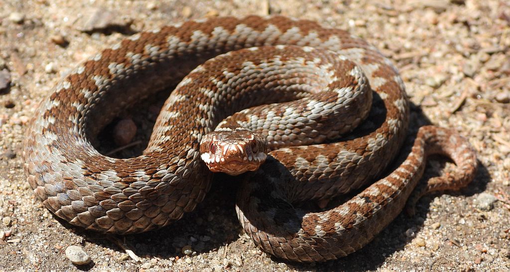 Żmija zygzakowata (Vipera berus)